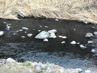 秩父フライフィールド 釣果