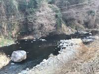 秩父フライフィールド 釣果