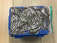 秩父フライフィールド 釣果