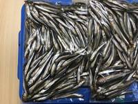 秩父フライフィールド 釣果