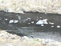 秩父フライフィールド 釣果