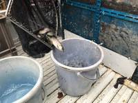 秩父フライフィールド 釣果