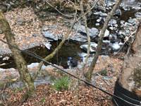 秩父フライフィールド 釣果