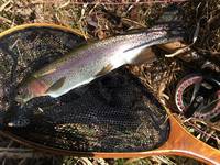 秩父フライフィールド 釣果