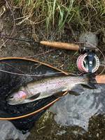 秩父フライフィールド 釣果