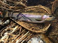 秩父フライフィールド 釣果