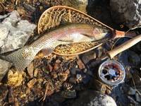 秩父フライフィールド 釣果