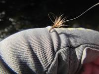 秩父フライフィールド 釣果