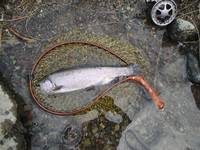 秩父フライフィールド 釣果