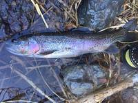 秩父フライフィールド 釣果