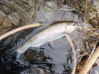 秩父フライフィールド 釣果