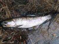 秩父フライフィールド 釣果