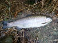 秩父フライフィールド 釣果