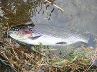 秩父フライフィールド 釣果