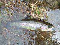 秩父フライフィールド 釣果