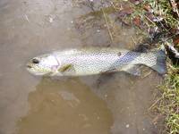 秩父フライフィールド 釣果