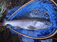 秩父フライフィールド 釣果