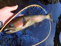 秩父フライフィールド 釣果