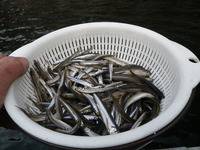 秩父フライフィールド 釣果