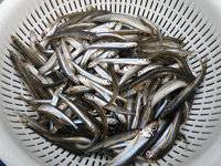 秩父フライフィールド 釣果