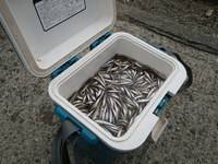 秩父フライフィールド 釣果