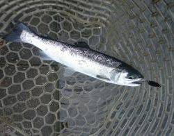 フィッシング サンクチュアリ 釣果