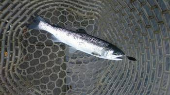 フィッシング サンクチュアリ 釣果