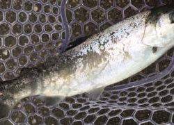 フィッシング サンクチュアリ 釣果