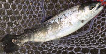 フィッシング サンクチュアリ 釣果