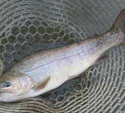 フィッシング サンクチュアリ 釣果