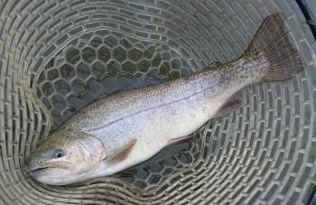 フィッシング サンクチュアリ 釣果