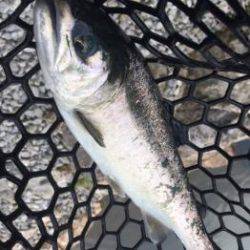 フィッシング サンクチュアリ 釣果