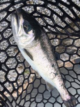 フィッシング サンクチュアリ 釣果