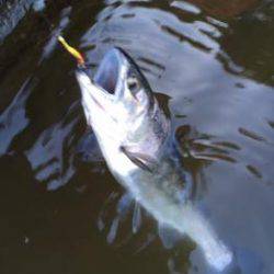 フィッシング サンクチュアリ 釣果