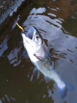 フィッシング サンクチュアリ 釣果