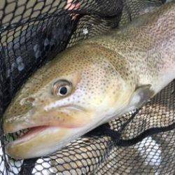 フィッシング サンクチュアリ 釣果