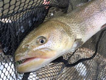 フィッシング サンクチュアリ 釣果