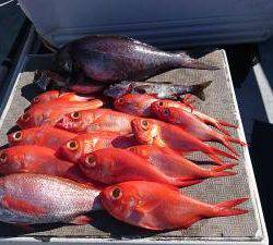 かねい丸 釣果