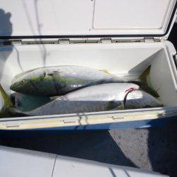 第二明康丸 釣果