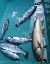 フィッシング サンクチュアリ 釣果