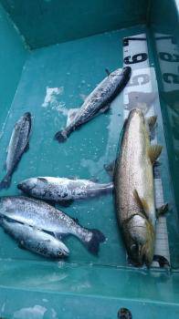 フィッシング サンクチュアリ 釣果