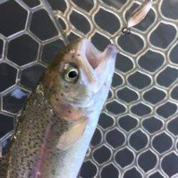 フィッシング サンクチュアリ 釣果