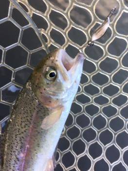 フィッシング サンクチュアリ 釣果