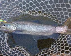 フィッシング サンクチュアリ 釣果