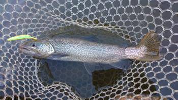 フィッシング サンクチュアリ 釣果