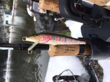 フィッシング サンクチュアリ 釣果