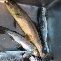 フィッシング サンクチュアリ 釣果