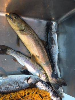 フィッシング サンクチュアリ 釣果