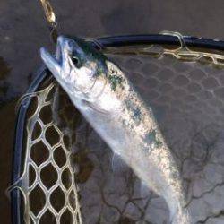 フィッシング サンクチュアリ 釣果