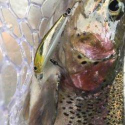 フィッシング サンクチュアリ 釣果